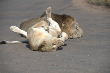 Lion on the road , Animal of africa