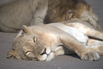 Lion on the road , Animal of africa