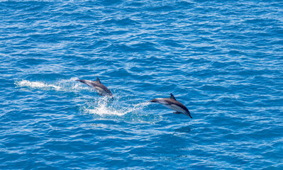 Naklejka premium Playful dolphins swimming in the ocean in Queen Charlotte Sound, New Zealand