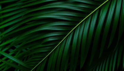 Intricate dark green palm leaf texture, abstract natural backdrop, jungle, dark green