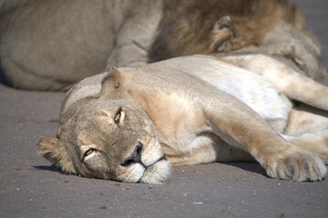 Lion on the road , Animal of africa