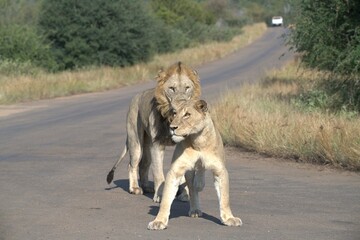 Lion on the road , Animal of africa