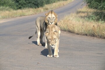 Lion on the road , Animal of africa