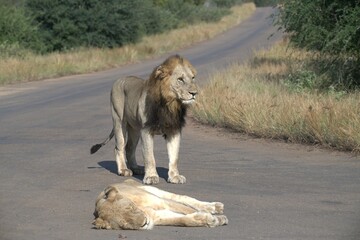 Lion on the road , Animal of africa