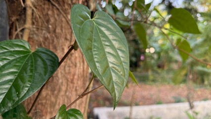 Heart-Shaped Green Betel Leaf on Vine