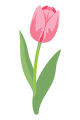 Obraz premium Single Pink Tulip Flower with Green Stem and Leaves on White Background for Floral Design