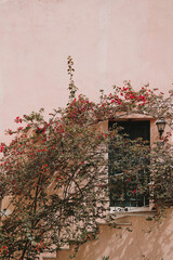 Flowering Vines Against a Pink Wall