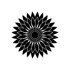 sunflower head with detailed seed pattern   