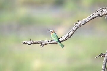 red headed bee eater, animal of africa