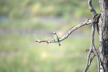 red headed bee eater, animal of africa