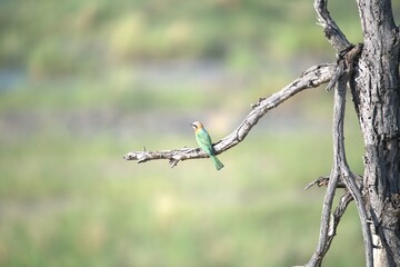 red headed bee eater, animal of africa