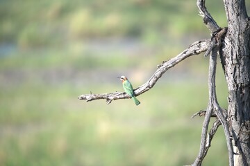 red headed bee eater, animal of africa