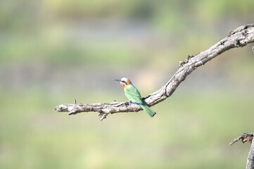 red headed bee eater, animal of africa