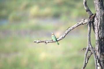 red headed bee eater, animal of africa