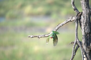 red headed bee eater, Animal of africa