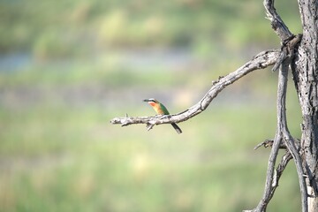 red headed bee eater, Animal of africa