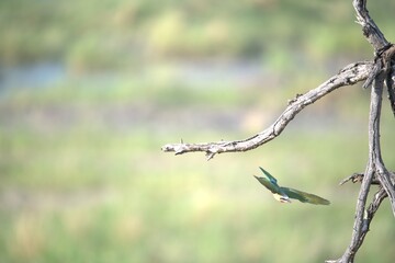 red headed bee eater, Animal of africa