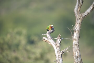 red headed bee eater, Animal of africa