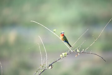 red headed bee eater, Animal of africa