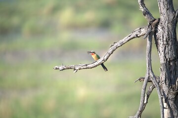 red headed bee eater, Animal of africa