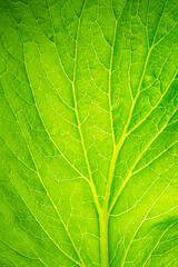 Close-up macro green vegetable leaves background,Close-up macro view of fresh green Lettuce leaves with water drops, high resolution