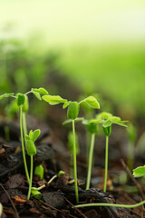 Close-up of tree seedlings,Close-up of seedlings,Fresh young green seedlings having just germinated in soil slowly rise above the soil with a very shallow depth of field.