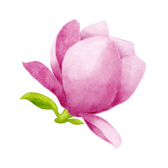 Fototapeta premium Pink and white magnolia flower tiny green leaves. Watercolor isolated element on white background. Hand drawn flower for tea packaging design.