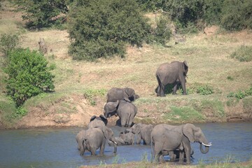 Obraz premium elephants in the waterelephants in the water
