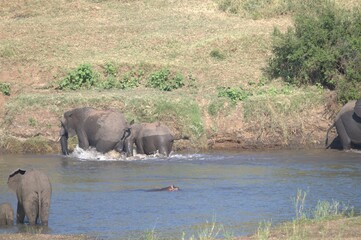Obraz premium elephants in the waterelephants in the water