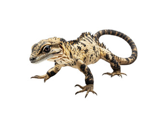 Naklejka premium Lizard on a white isolated background