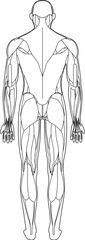 筋肉解剖図　背面　線画