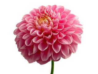 pink dahlia isolated on white