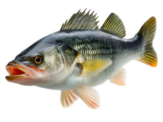 Fototapeta premium fish on a white background