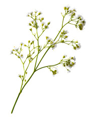 Obraz premium A realistic twig of gypsophila (baby?s breath) flowers with tiny white blossoms, captured in bright lighting, floral decoration element, isolated to transparent background