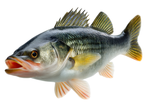 fish on a white background