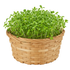 Naklejka premium Fresh garden cress sprouts densely packed into a small brown woven basket, ready to harvest