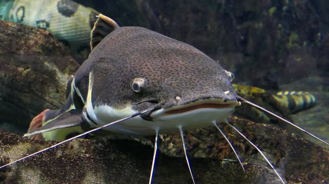 Redtail catfish. Phractocephalus hemioliopterus