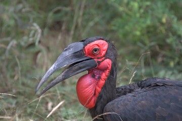 red billed hornbill - bird of africa