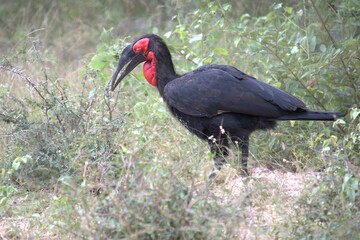 red billed hornbill - bird of africa
