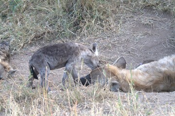 A hyena cub playing with its mother