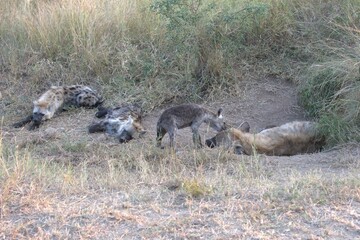 A hyena cub playing with its mother