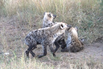 A hyena cub playing with its mother