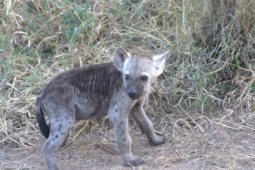 A hyena cub playing with its mother