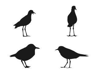 Plover silhouette vector flat illustration design. Vector silhouette of a standing Common Ringed Plover. Four Silhouette Birds in Various Poses. vector on a white background.