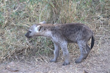 A hyena cub playing with its mother