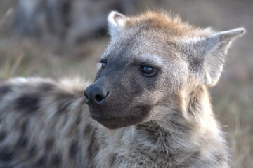 Fototapeta premium A hyena cub playing with its mother