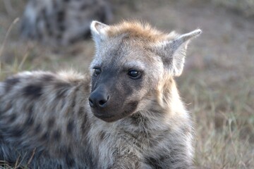 A hyena cub playing with its mother