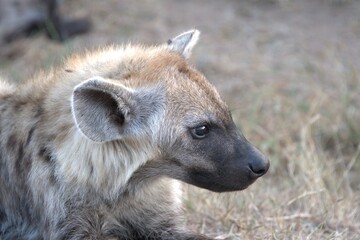 Naklejka premium A hyena cub playing with its mother