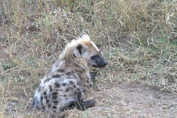A hyena cub playing with its mother
