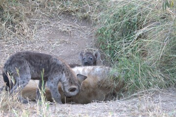 A hyena cub playing with its mother